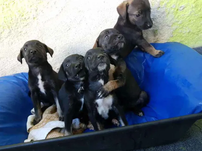 Cachorro ra a Vira lata  idade Abaixo de 2 meses nome Não tem nome