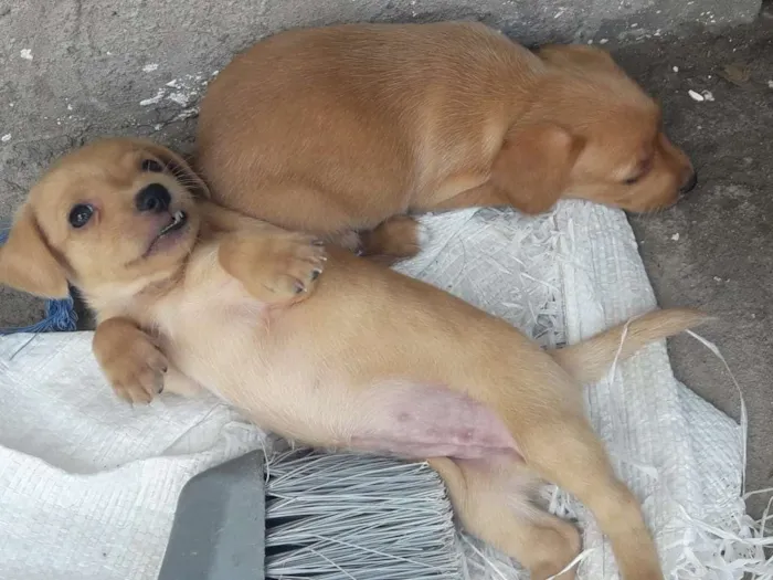 Cachorro ra a Viralata idade Abaixo de 2 meses nome Mel e Billy...