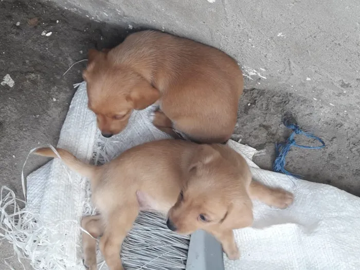 Cachorro ra a Viralata idade Abaixo de 2 meses nome Mel e Billy...