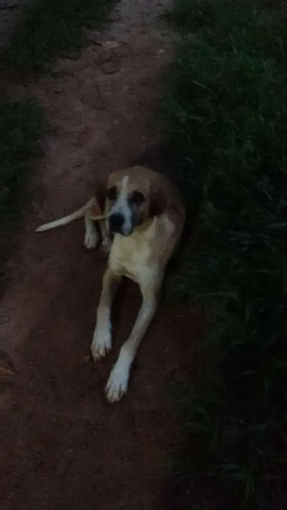 Cachorro raça Pé duro com dálmata idade 1 ano nome Safira