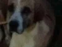Cachorro raça Pé duro com dálmata idade 1 ano nome Safira