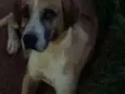 Safira