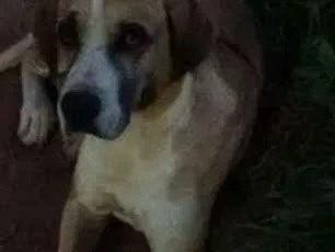 Cachorro raça Pé duro com dálmata idade 1 ano nome Safira