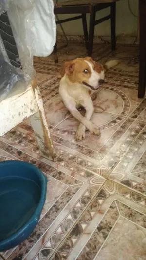 Cachorro raça Std idade 1 ano nome Teka