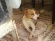 Teka