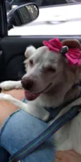 Lassie