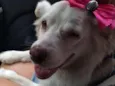 Lassie