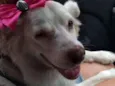 Lassie