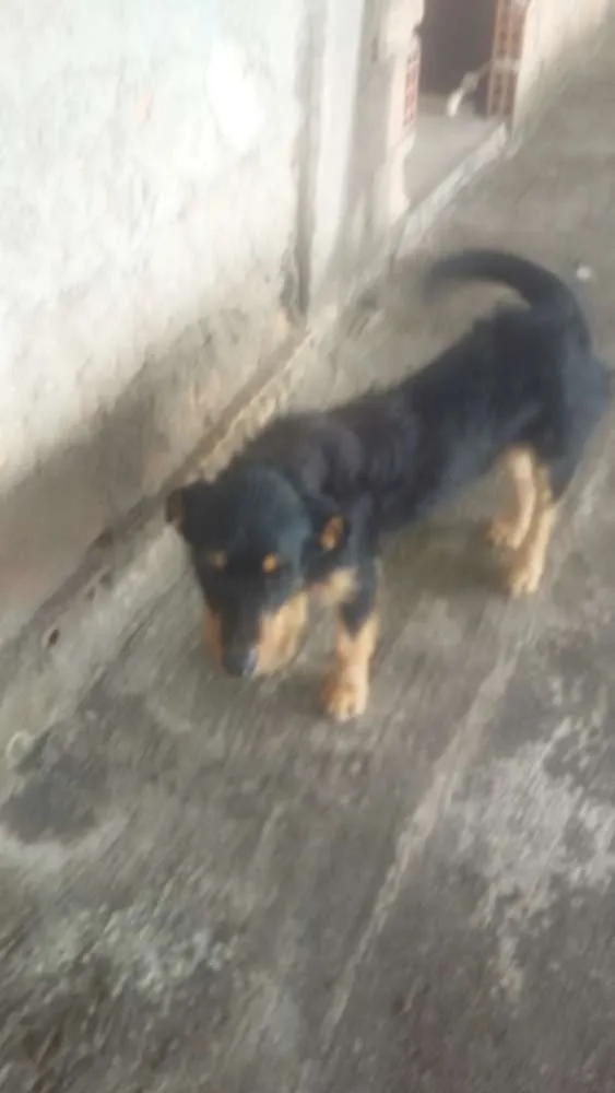 Cachorro ra a Vira lata idade 3 anos nome Kadu