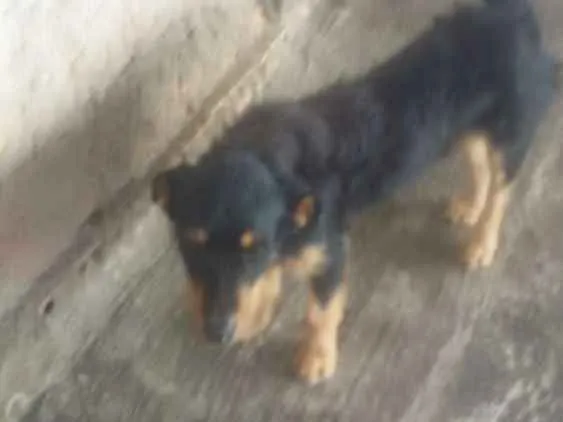 Cachorro ra a Vira lata idade 3 anos nome Kadu