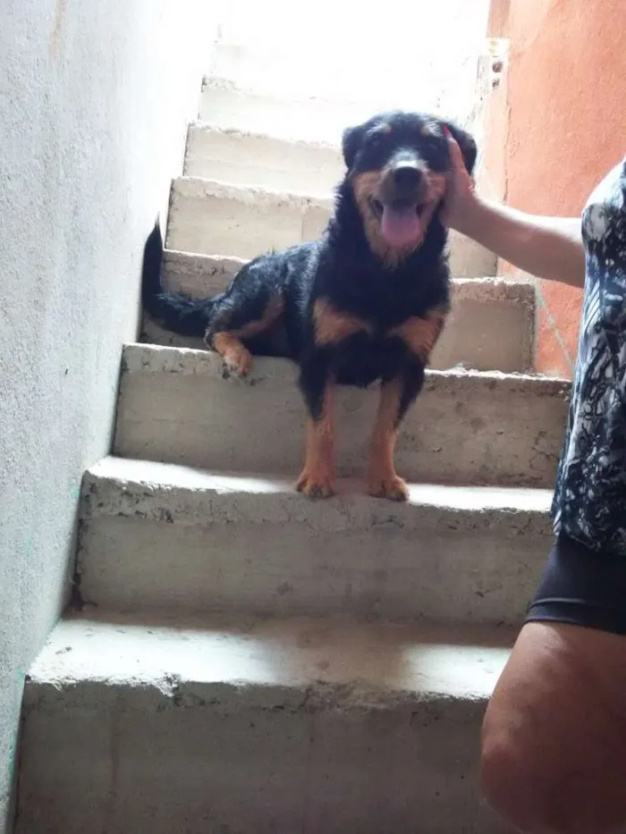 Cachorro ra a Vira lata idade 3 anos nome Kadu