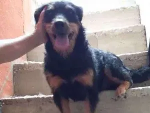 Cachorro raça Vira lata idade 3 anos nome Kadu