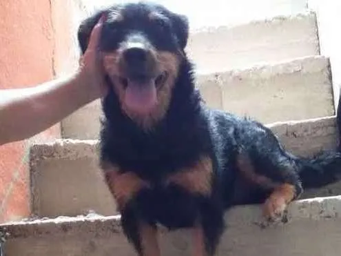 Cachorro ra a Vira lata idade 3 anos nome Kadu