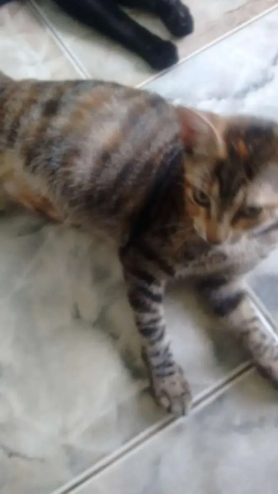 Gato raça sem raça idade 2 a 6 meses nome Mile