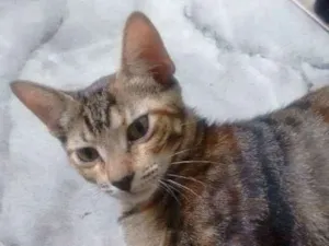 Gato raça sem raça idade 2 a 6 meses nome Mile