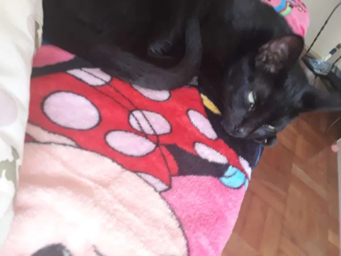 Gato ra a  idade 1 ano nome Leona