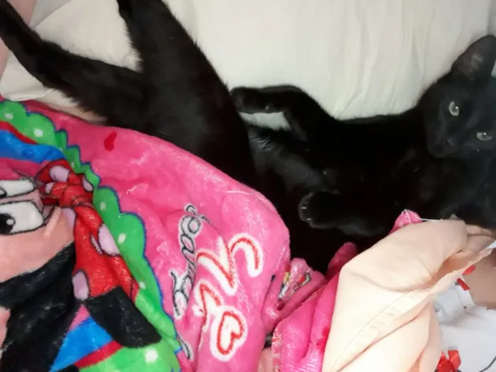 Gato ra a  idade 1 ano nome Leona