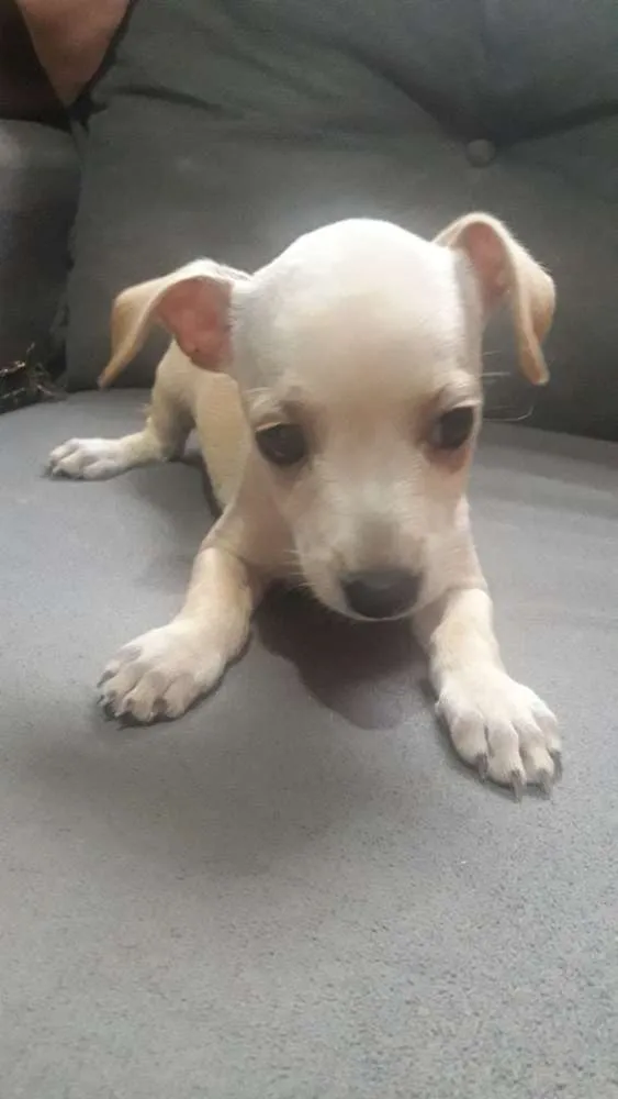 Cachorro ra a  idade Abaixo de 2 meses nome Não tem nome ainda.