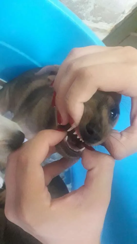 Cachorro ra a  idade Abaixo de 2 meses nome Não tem nome ainda.