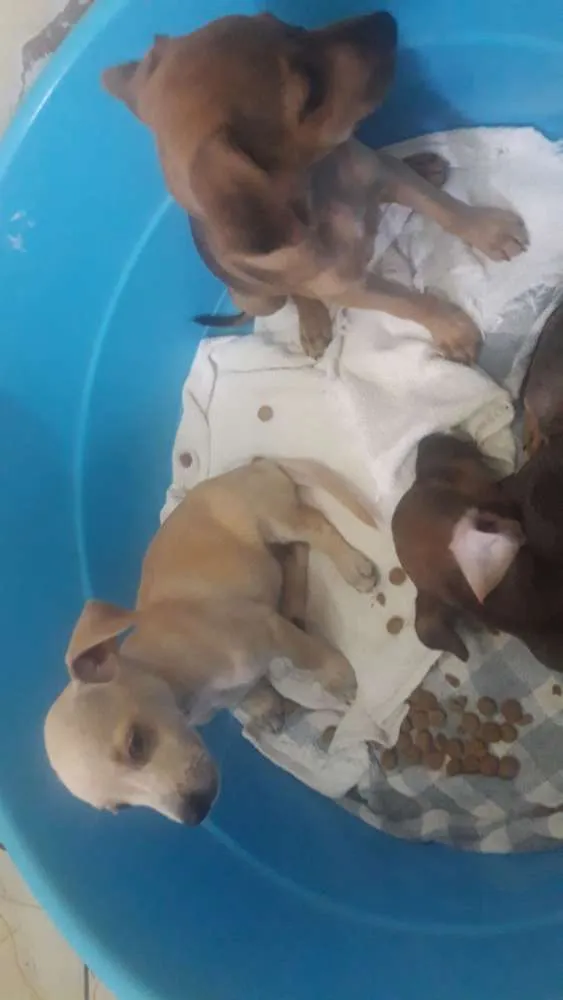 Cachorro ra a  idade Abaixo de 2 meses nome Não tem nome ainda.