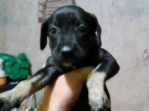 Cachorro raça Vira lata  idade Abaixo de 2 meses nome Não tem nome