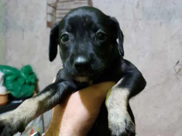 Cachorro ra a Vira lata  idade Abaixo de 2 meses nome Não tem nome