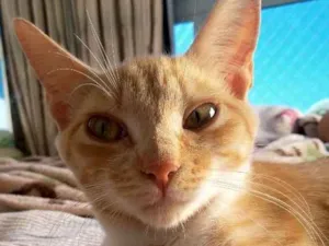 Gato raça SRD idade 1 ano nome Judith