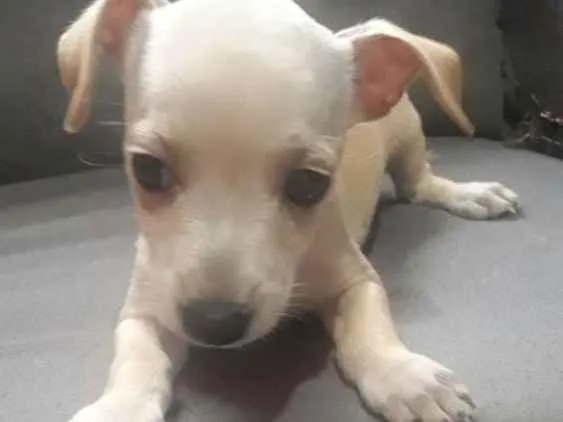 Cachorro ra a  idade Abaixo de 2 meses nome Não tem nome ainda.