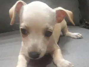 Cachorro raça  idade Abaixo de 2 meses nome Não tem nome ainda.