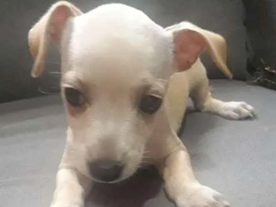 Cachorro ra a  idade Abaixo de 2 meses nome Não tem nome ainda.