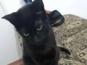 Gato raça  idade 1 ano nome Leona