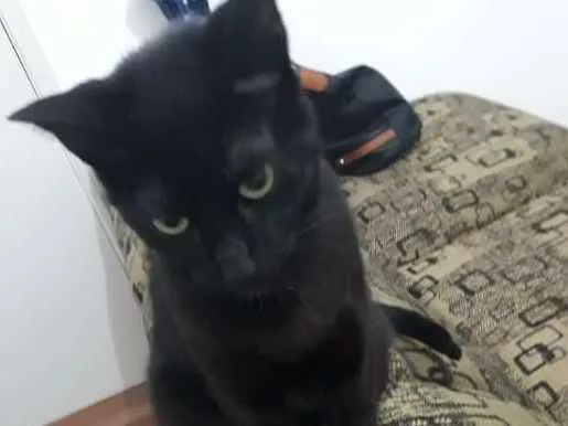 Gato ra a  idade 1 ano nome Leona