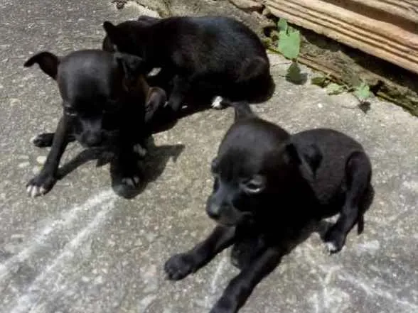 Cachorro ra a Meio Pincher vira lata idade Abaixo de 2 meses nome Você encolhe