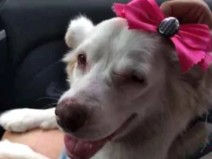 Cachorro raça Srd idade 6 ou mais anos nome Lassie