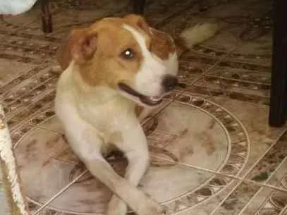 Cachorro ra a Std idade 1 ano nome Teka