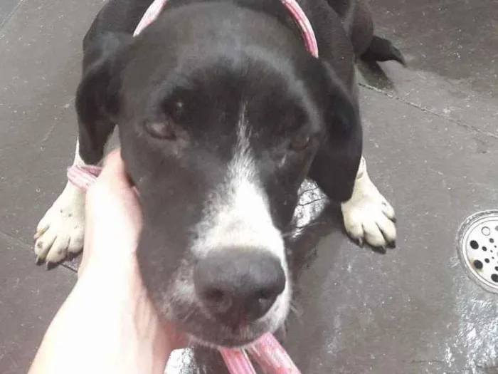 Cachorro ra a Srd idade 3 anos nome Preta