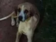 Safira