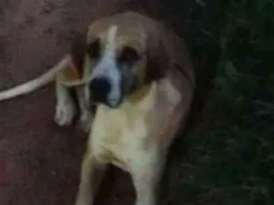 Cachorro raça Pé duro com dálmata idade 1 ano nome Safira