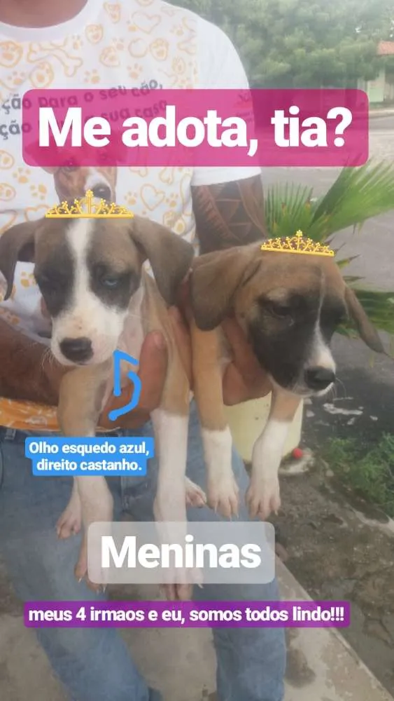 Cachorro ra a Mestiço  idade 2 a 6 meses nome Sky 