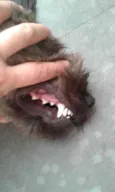 Jóca 