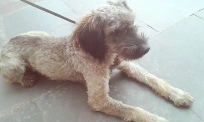Cachorro ra a SRD idade 7 a 11 meses nome Jóca 