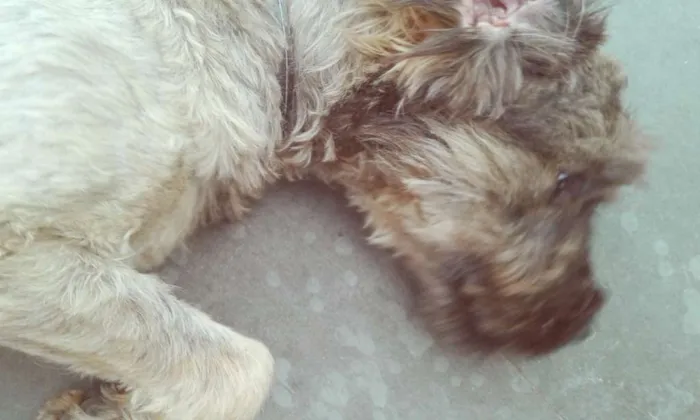 Cachorro ra a SRD idade 7 a 11 meses nome Jóca 