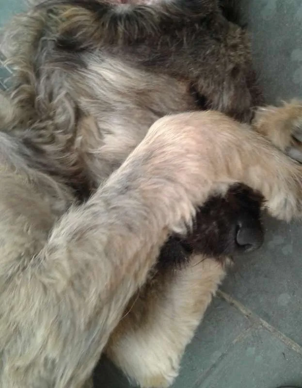 Cachorro ra a SRD idade 7 a 11 meses nome Jóca 