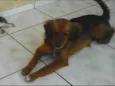 Marrom