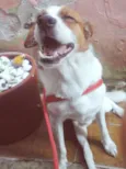 Pingo