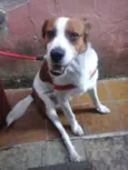 Pingo