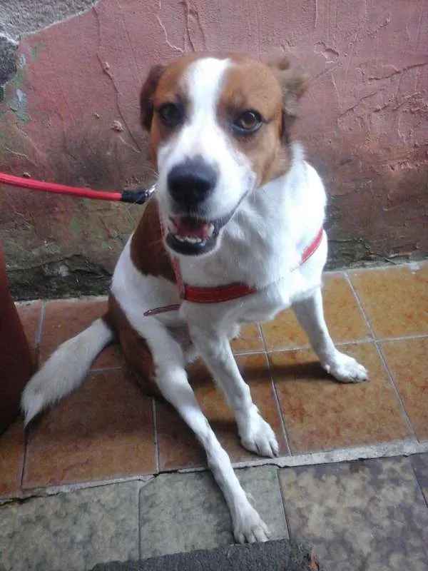 Cachorro ra a SRD idade 3 anos nome Pingo
