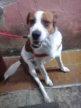 Pingo
