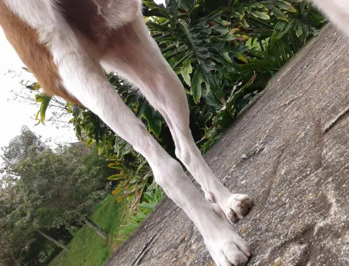 Cachorro ra a SRD idade 3 anos nome Pingo