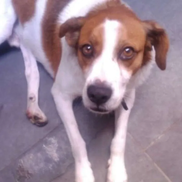 Cachorro ra a SRD idade 3 anos nome Pingo